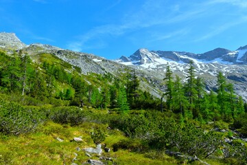 Snow covered mountains in High Tauern with larch trees and mugo pine bellow in Central Eastern Alps, Austria