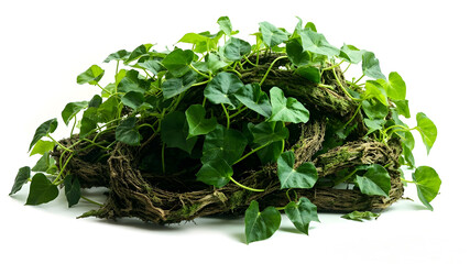 Obraz premium Twisted big jungle vines with leaves of wild morning glory liana plant isolated on white background 