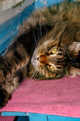 Close-up of Fluffy Maine Coon Cat Lying on Table — Domestic Pet, Sleepy Long-Haired Cat, Relaxed Animal, Feline Face Expression