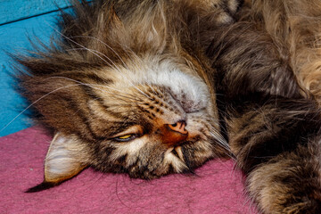 Close-up of Fluffy Maine Coon Cat Lying on Table — Domestic Pet, Sleepy Long-Haired Cat, Relaxed Animal, Feline Face Expression