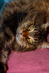 Close-up of Fluffy Maine Coon Cat Lying on Table — Domestic Pet, Sleepy Long-Haired Cat, Relaxed Animal, Feline Face Expression