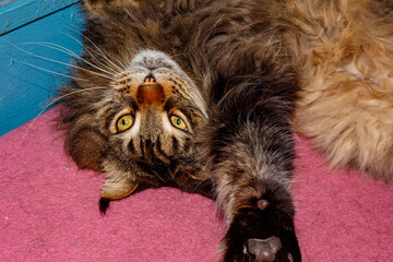 Close-up of Fluffy Maine Coon Cat Lying on Table — Domestic Pet, Sleepy Long-Haired Cat, Relaxed Animal, Feline Face Expression