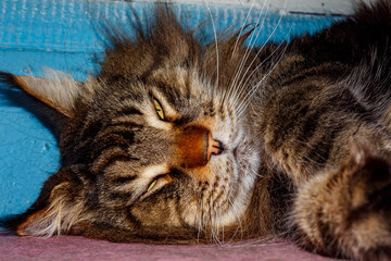 Close-up of Fluffy Maine Coon Cat Lying on Table — Domestic Pet, Sleepy Long-Haired Cat, Relaxed Animal, Feline Face Expression