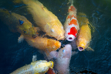 Colorful koi fish swimming together at the surface of a pond with rippling water, creating a...