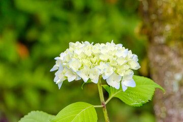 初夏に咲く白い紫陽花のクローズアップ