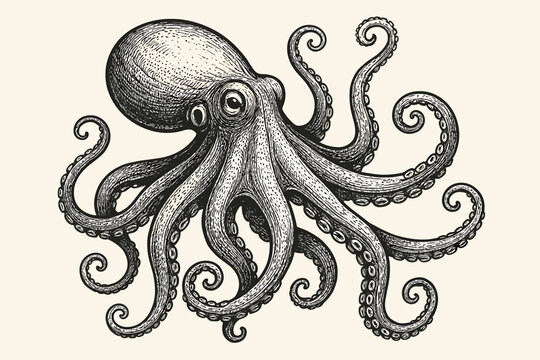 Naklejki Vintage octopus drawing in a classic engraving style. Hand-drawn monochrome illustration of a sea monster. Nautical sketch with detailed tentacles. Marine wildlife, kraken concept.