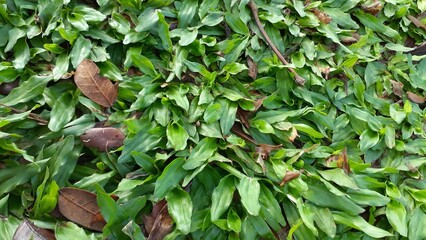 Nature background. Rumput gajah mini (Axonopus compressus) or Mini elephant grass plant. Grass background.