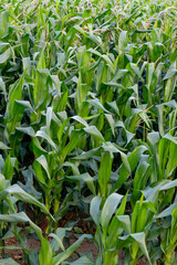 A wide, sunlit cornfield stretching across the countryside, with tall green stalks and golden tassels swaying gently in the breeze. The landscape reflects the beauty of rural agriculture and seasonal 
