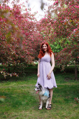 red-haired girl with curly hair walks with a marble-colored border collie dog. The girl in the...
