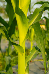 Vibrant maize stem and leaves captured in golden hour light on a rural plantation — suitable for use in sustainable agriculture, botanical studies, and farming-related publications.
