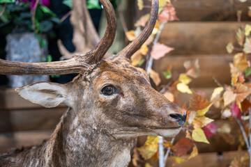 Deer head with antlers and autumn leaves in the background