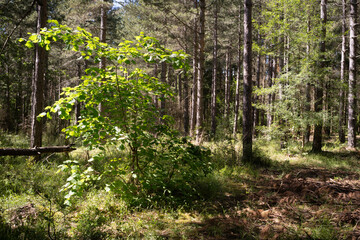Pin sylvestre, foret, Les Pinsel, Source, 12, Aveyron, Parc naturel régional des Grands Causses, France