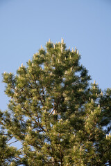 Pin d'Autriche, pin noir, Pinus nigra,