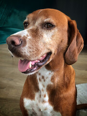 Portrait of a cute dog at home.