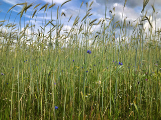 Wheat fields at the Uffelter Es Drenthe Netherlands. Panorama landscape in summer. Rural. Uffelte.