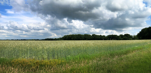 Wheat fields at the Uffelter Es Drenthe Netherlands. Panorama landscape in summer. Rural. Uffelte.