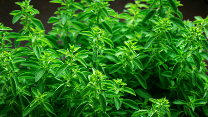 Oregano green plant close up