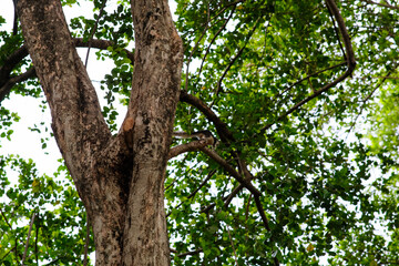 A squirrel in Queen Sirikit Park Bangkok Thailand.