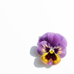 Beautiful Garden Pansy Studio Shot