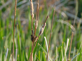 Marsh Wren