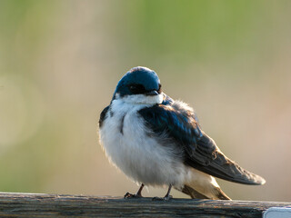 Tree Swallow