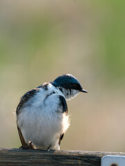 Tree Swallow