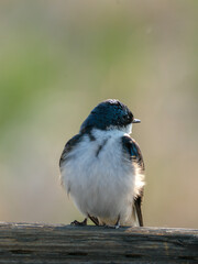 Tree Swallow