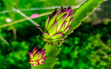 Dragon fruit tree and beautiful fruit.