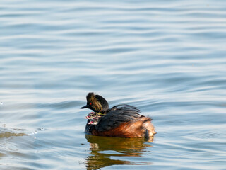 Black-necked Grebe