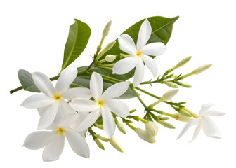 Night-blooming jasmine isolated on transparent background