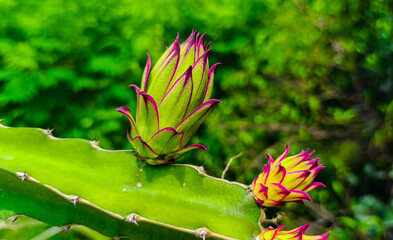 Dragon fruit tree and beautiful fruit.