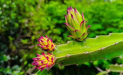 Dragon fruit tree and beautiful fruit.