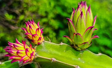 Dragon fruit tree and beautiful fruit.