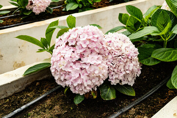 Hydrangea Avantgarde in the garden