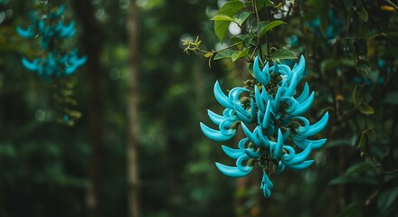 A close-up of the jade vine flower hanging like turquoise crystals under tropical shade unusual shape and radiant colors in a dreamy rainforest scene.