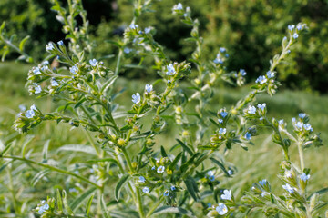 Hackelia floribunda Wild Blue Flowers in Meadow