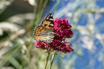 Painted Lady (Vanessa Cardui) Butterfly perched on pink flower in Zurich, Switzerland