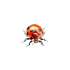Fototapeta premium Ladybug's Elegant Display: A captivating, detailed close-up showcases the vibrant beauty of a ladybug, presenting its striking red and black spotted shell.