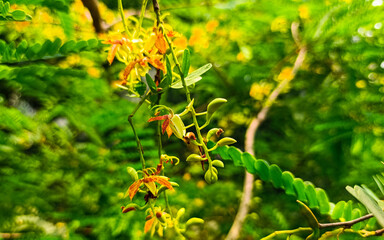 Beautiful leaves and yellow flowers of tamarind tree.