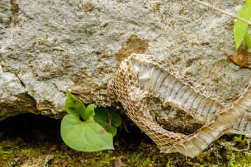 森の岩肌に残るヘビの脱皮殻