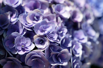 close up of a purple hydrangea