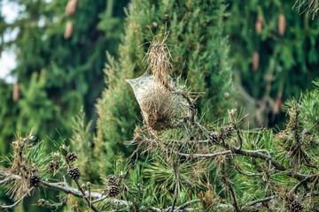 Pine Processionary Nest in Tree – Forest Pest Infestation