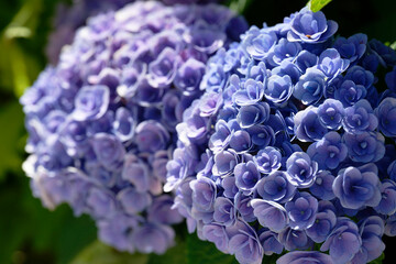 close up of a purple hydrangea