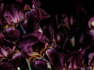 Close-up of deep burgundy iris flowers. Elegant floral composition with rich textures and dramatic...