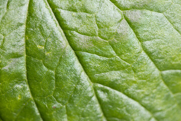 Close-Up of Green Leaf Surface Showing Detailed Veins and Texture