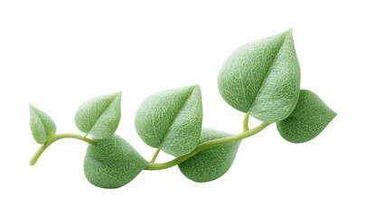 Detailed green leaf vine with intricate veins on a branch