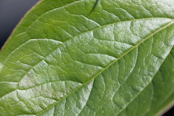 Close-Up of Green Leaf Surface Showing Detailed Veins and Texture
