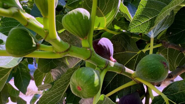 figs on the tree