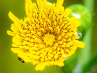 タンポポのある風景。瑞々しいツボミが開花した瞬間の様子。繊細な花びらの様子のクローズアップ。