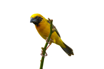 Male Asian Golden Weaver in breeding plumage isolated on a transparent background
